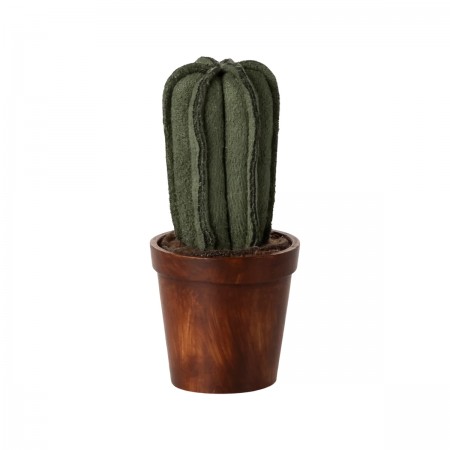 Cactus dans son pot pour...